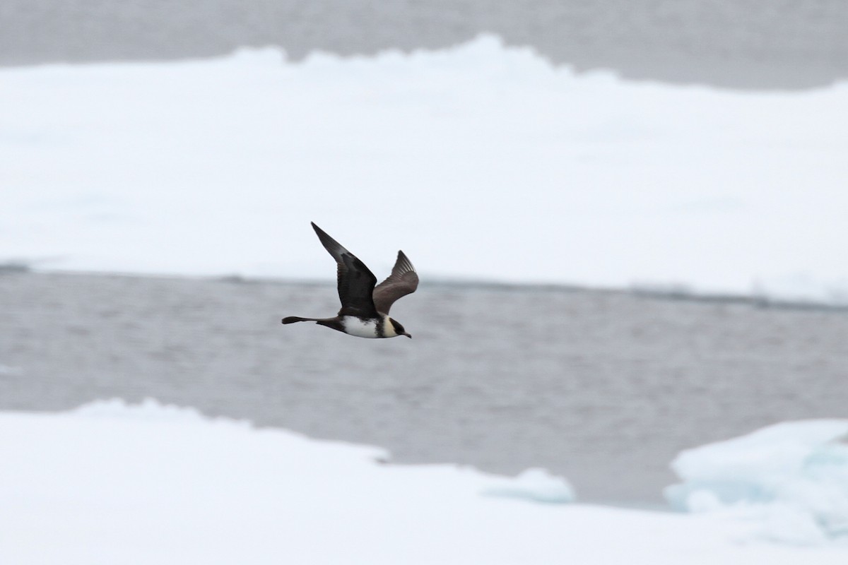 Pomarine Jaeger - ML638322903