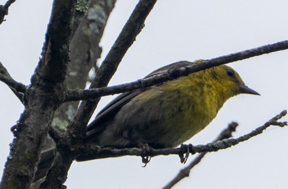 furuparula - ML638322904