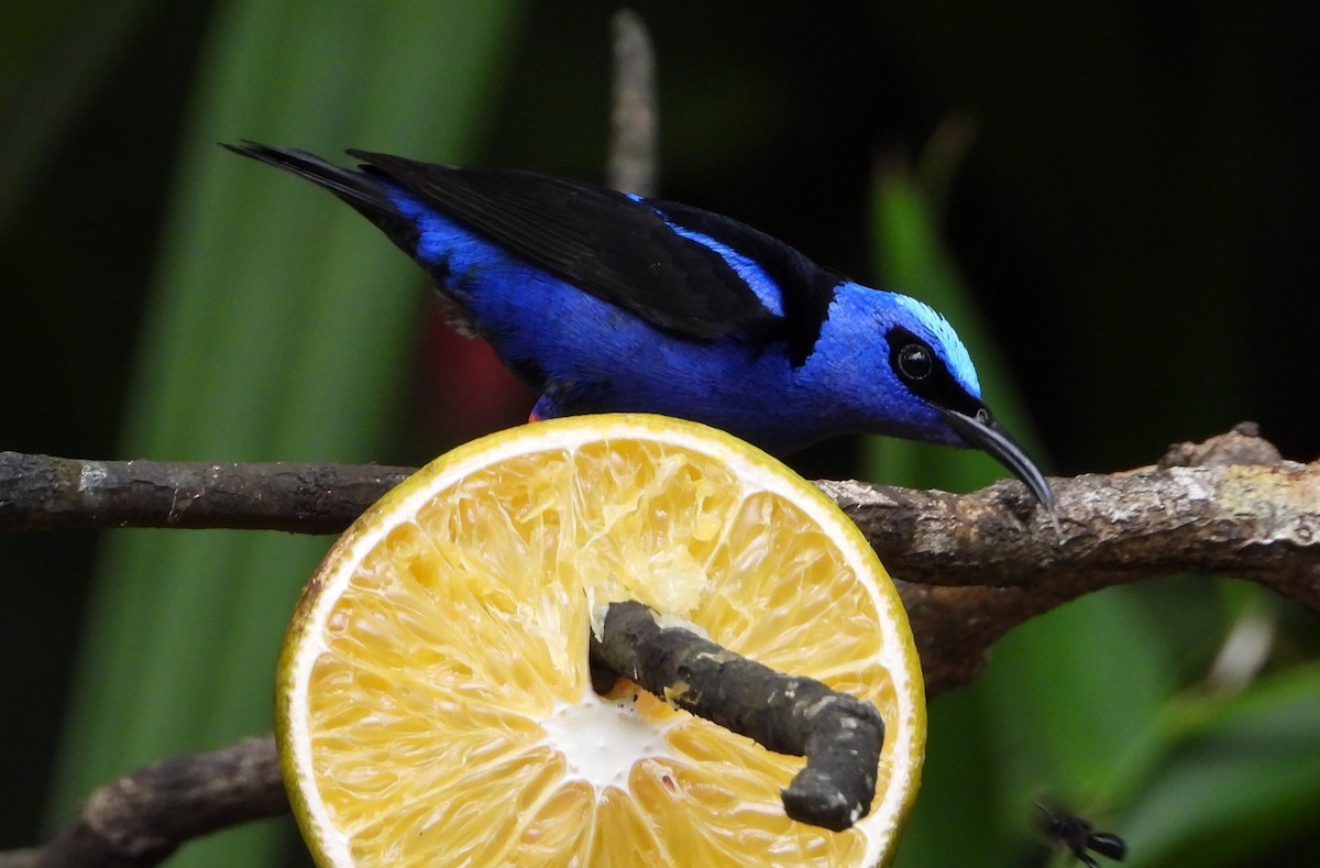 Türkisnaschvogel - ML638322915