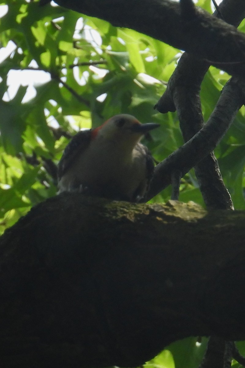 Red-bellied Woodpecker - ML638322927