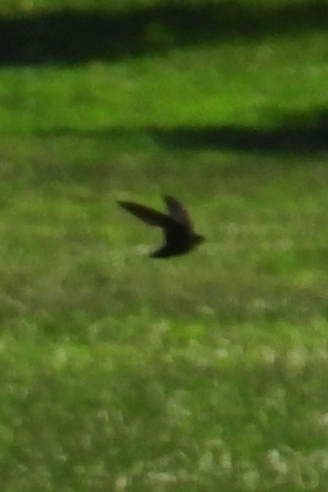 Schornsteinsegler - ML638322929