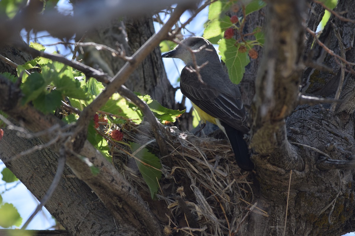 Western Kingbird - ML638322930