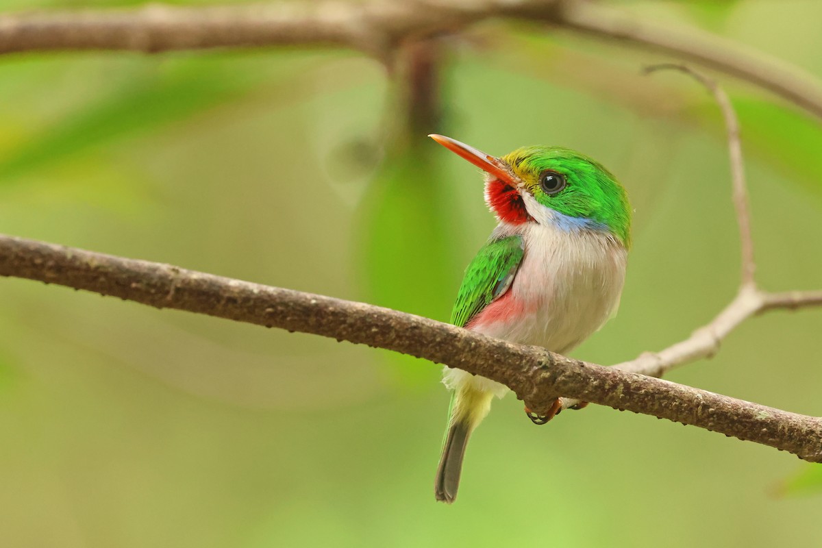 Cuban Tody - ML638322936