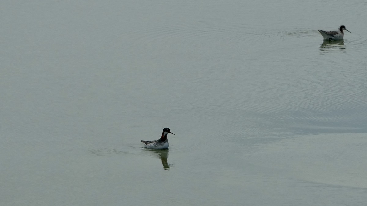 Phalarope à bec étroit - ML638322937