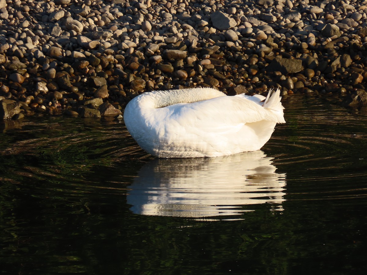 Mute Swan - ML638322942