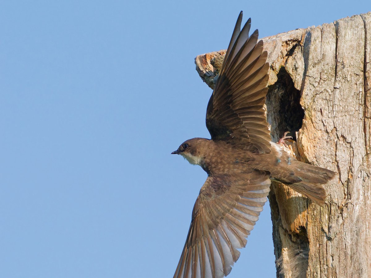 Tree Swallow - ML638322944