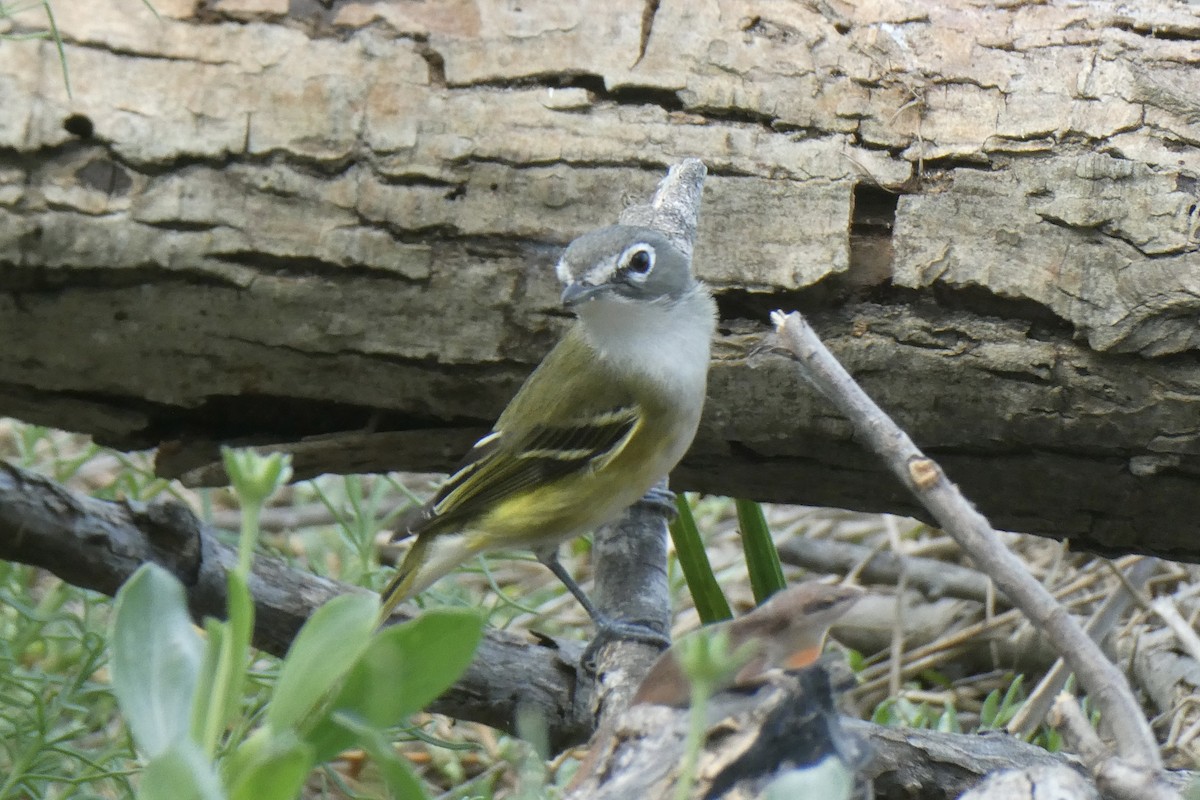 Blue-headed Vireo - ML638322953