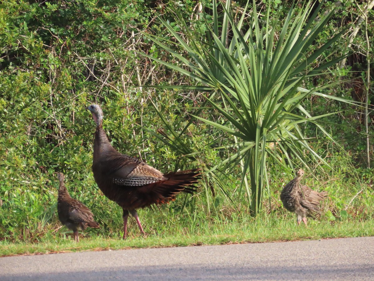 Wild Turkey - ML638322969
