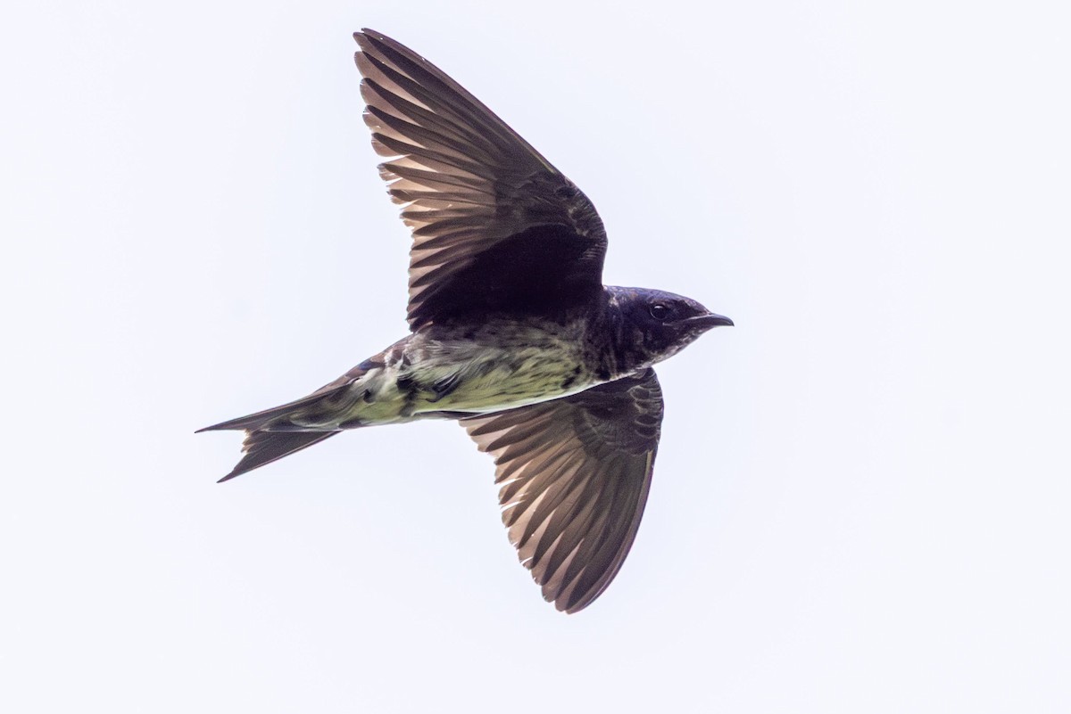 Purple Martin - ML638322970