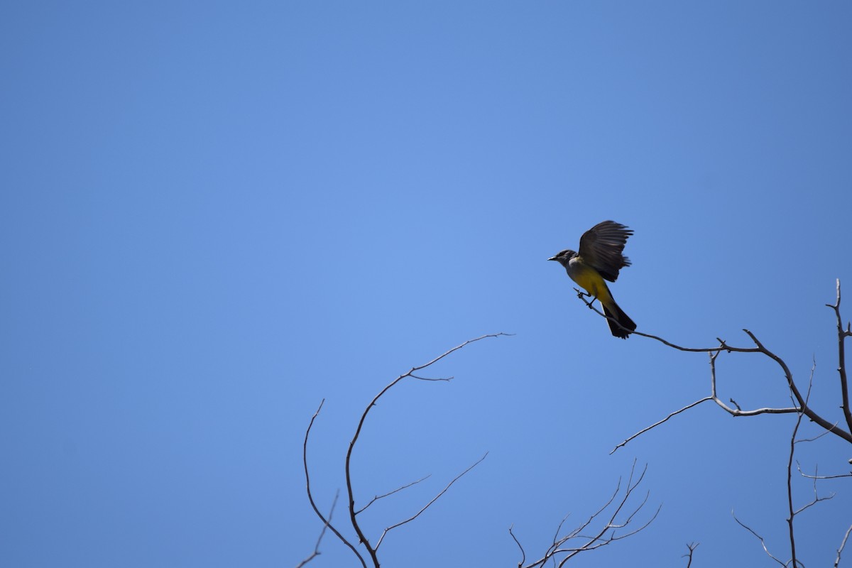 Western Kingbird - ML638322975