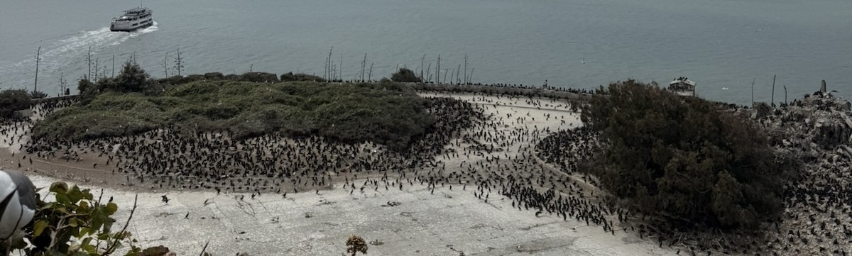 Brandt's Cormorant - ML638322979