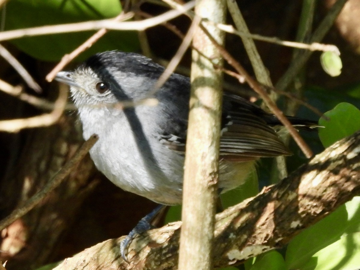 Variable Antshrike - ML638322980