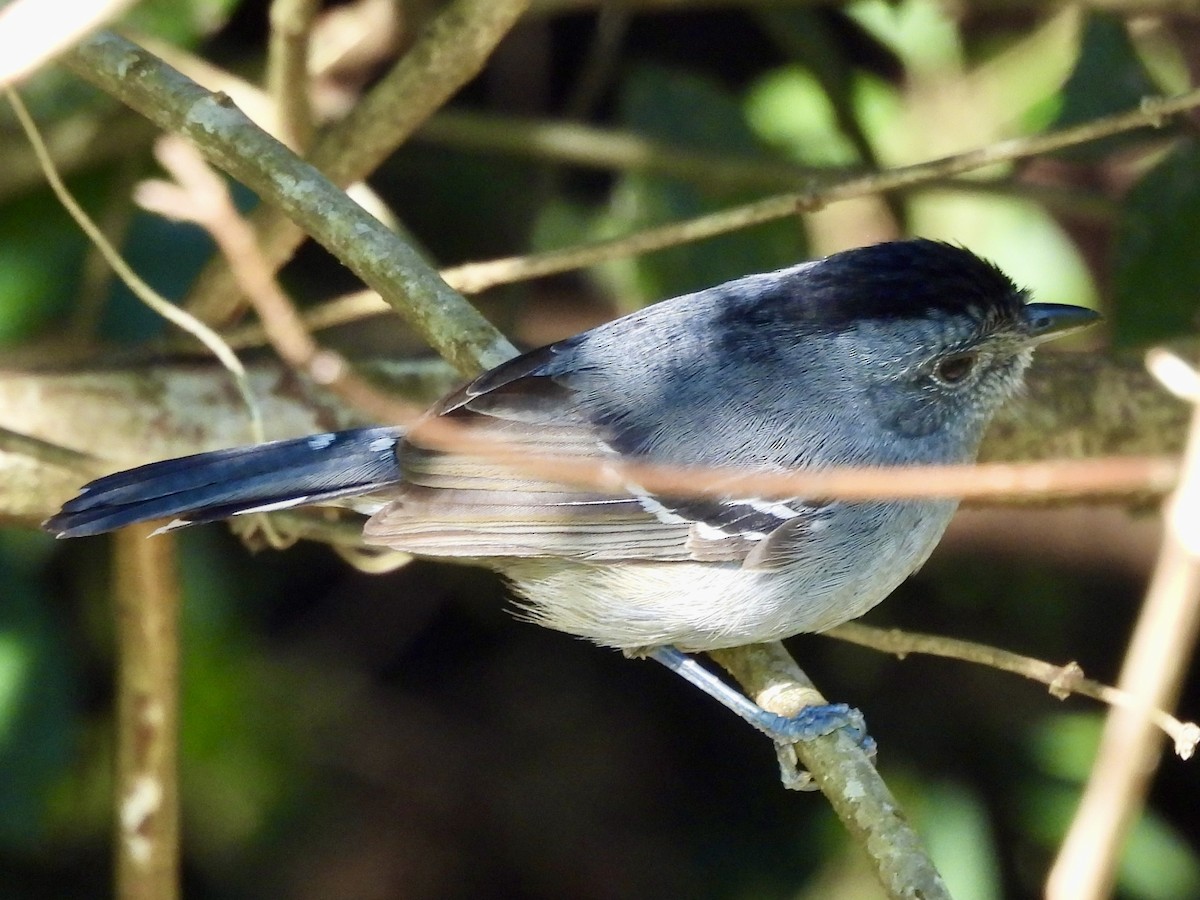 Variable Antshrike - ML638322981
