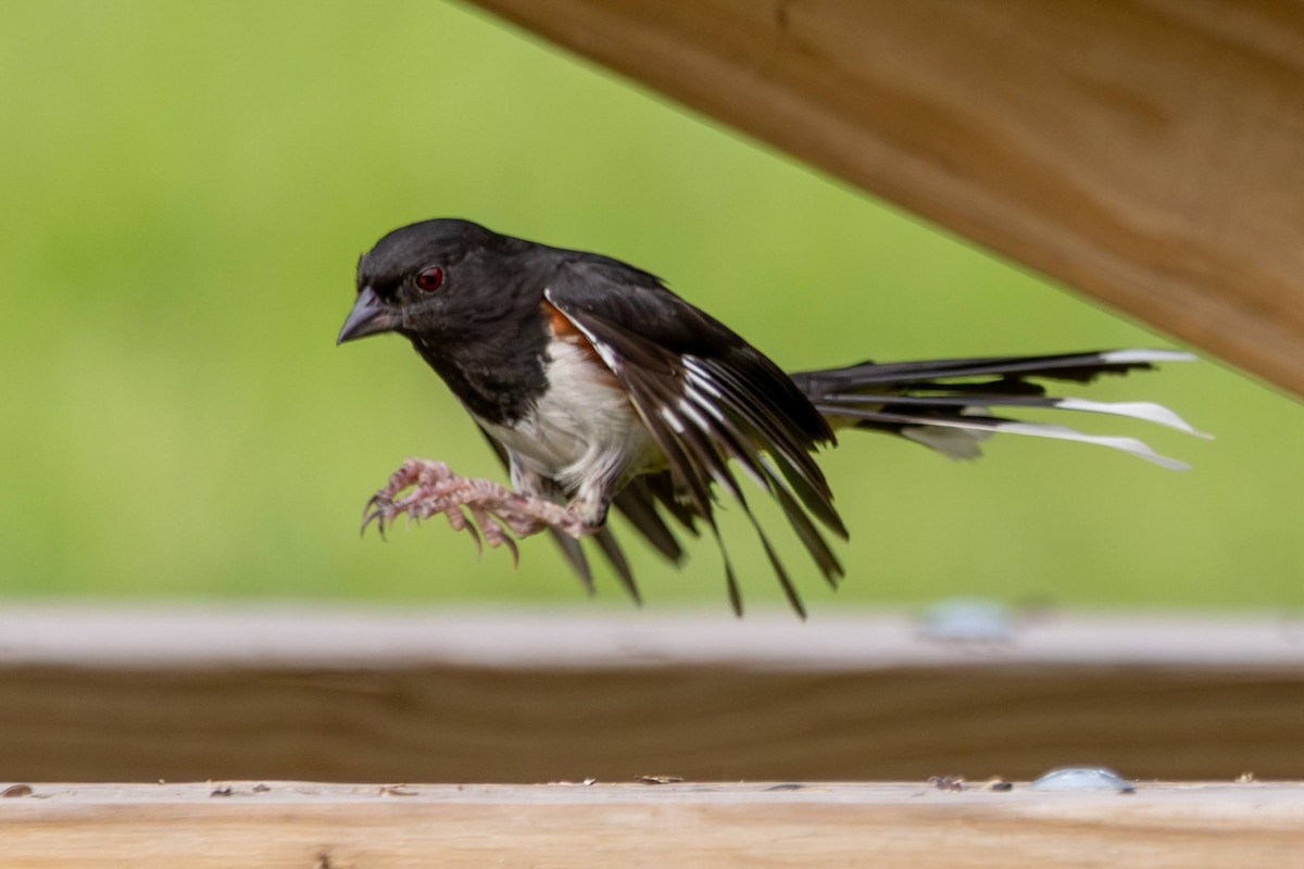 Eastern Towhee - ML638322984