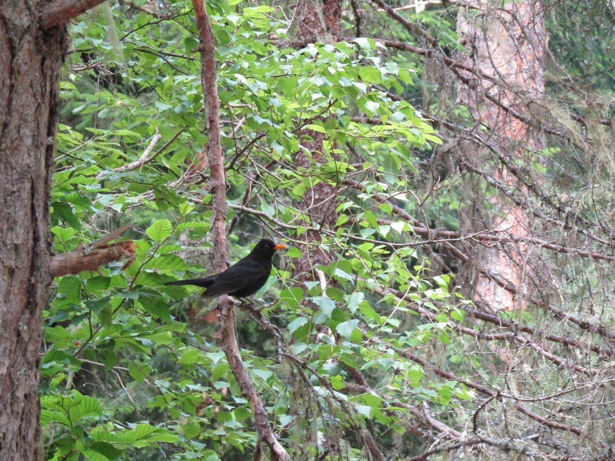 Eurasian Blackbird - ML638322985