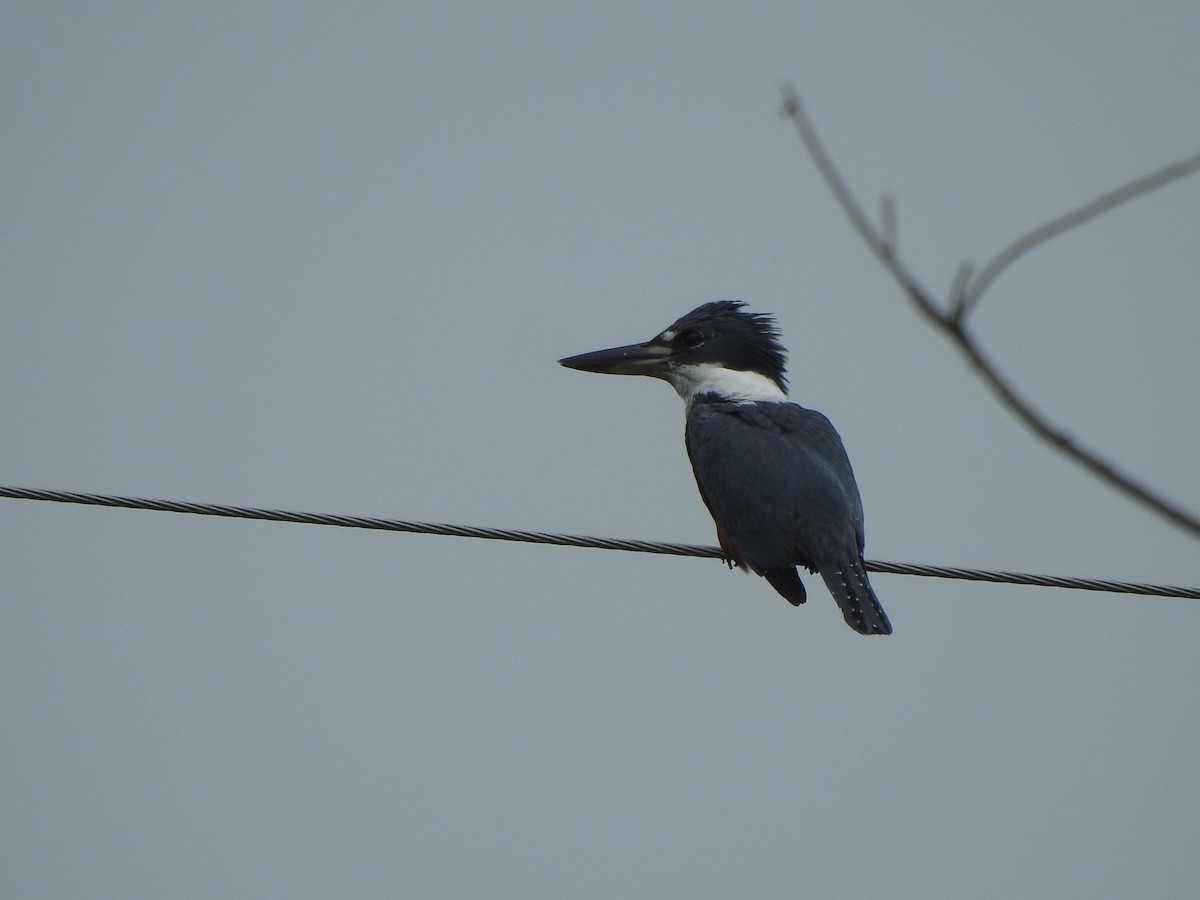 Ringed Kingfisher - ML638322991