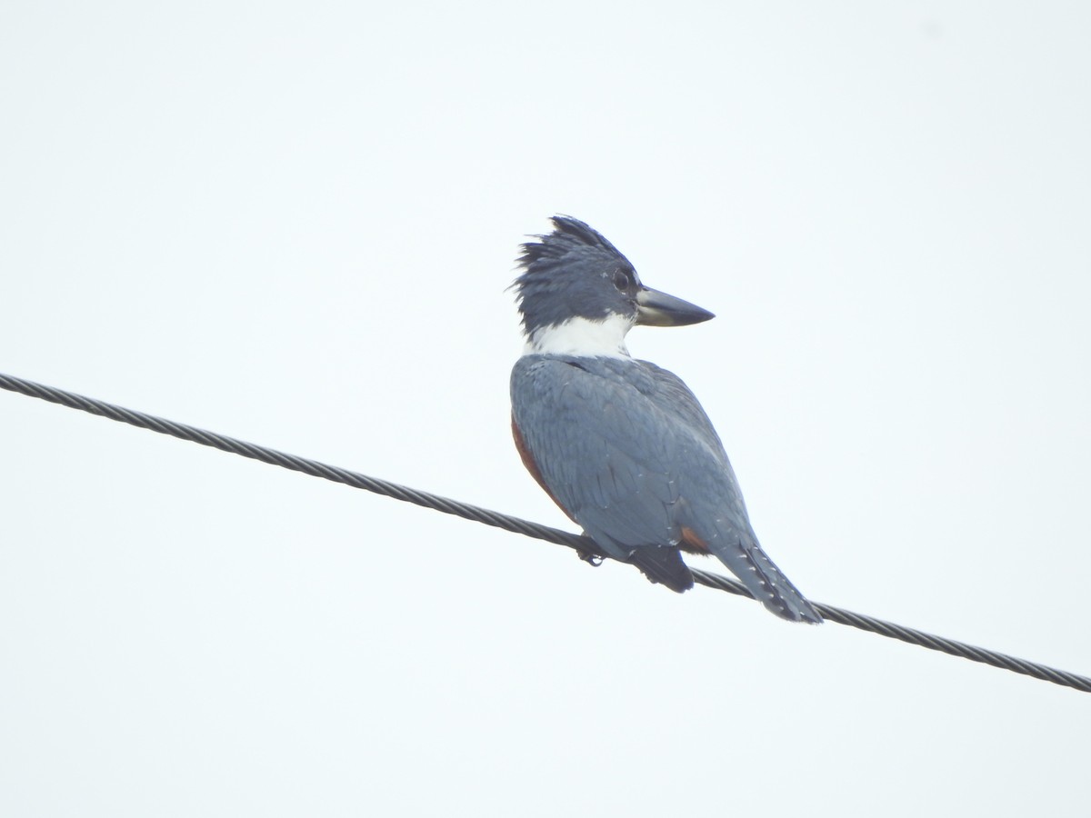 Ringed Kingfisher - ML638322993
