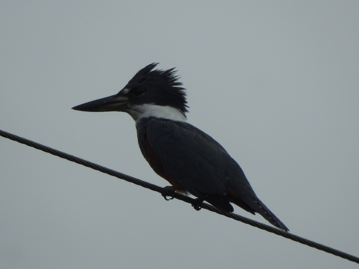 Ringed Kingfisher - ML638322995