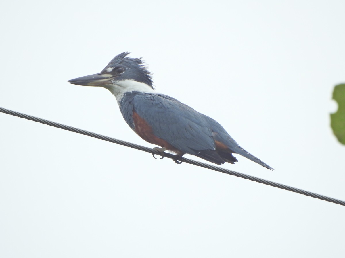 Ringed Kingfisher - ML638322998