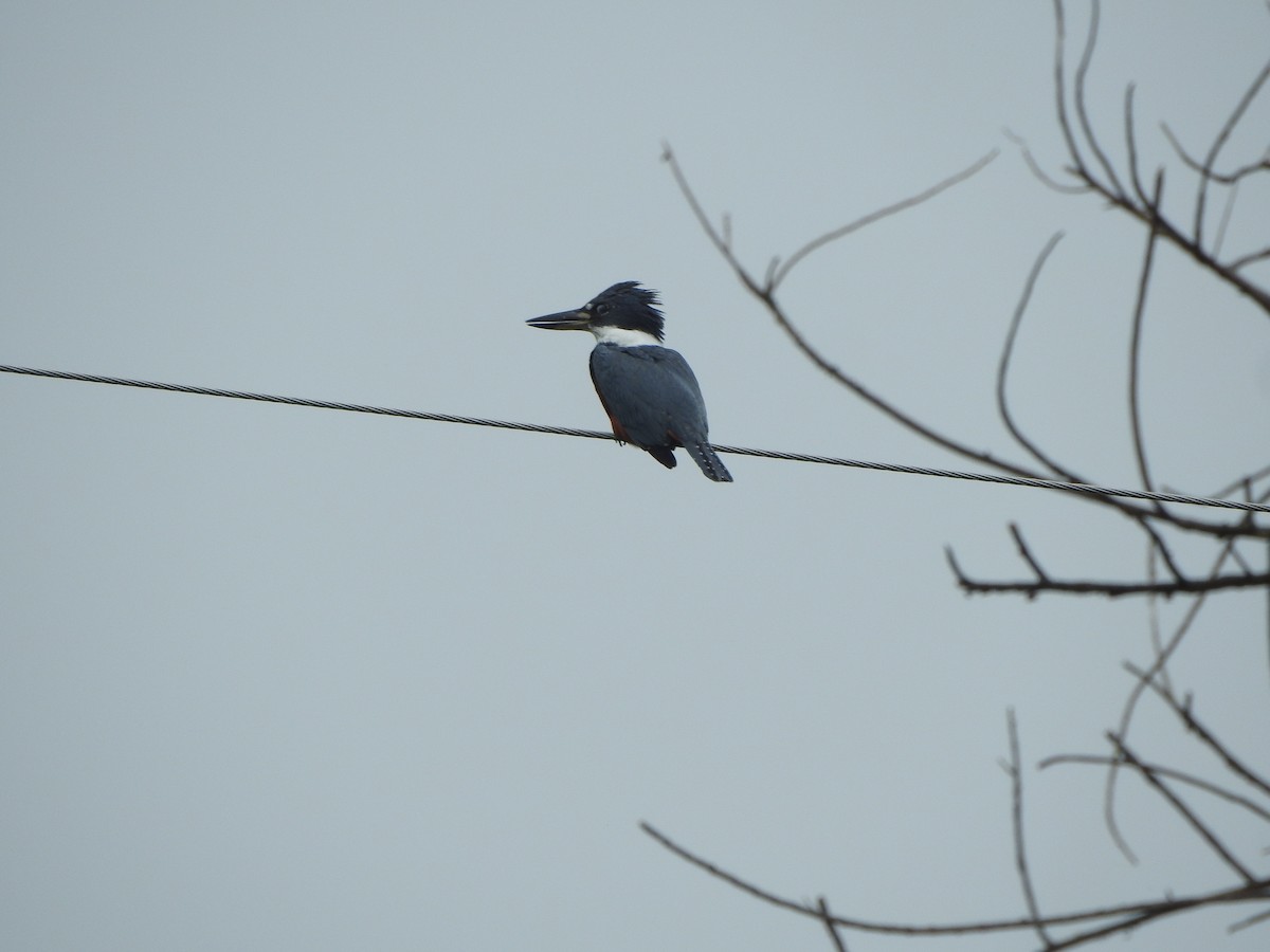 Ringed Kingfisher - ML638323003