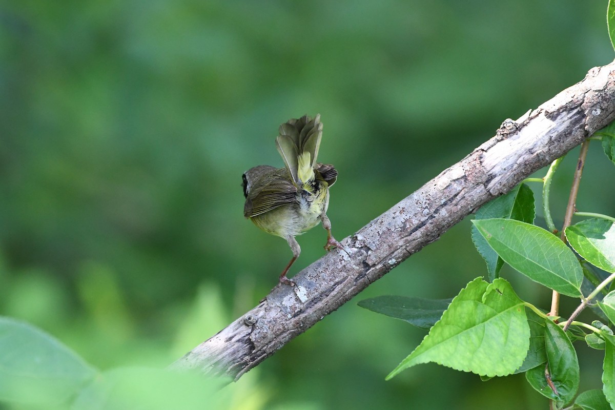Common Yellowthroat - ML638323007