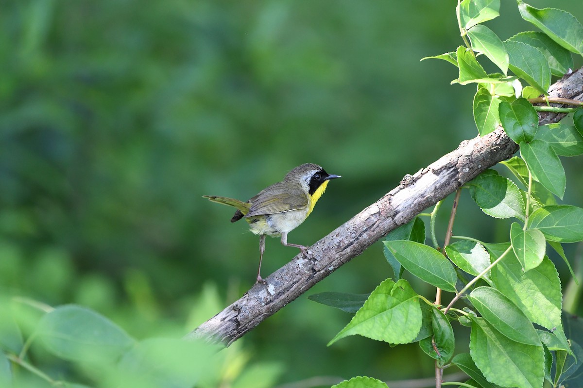 Common Yellowthroat - ML638323008