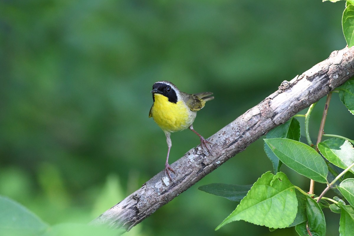 Common Yellowthroat - ML638323009