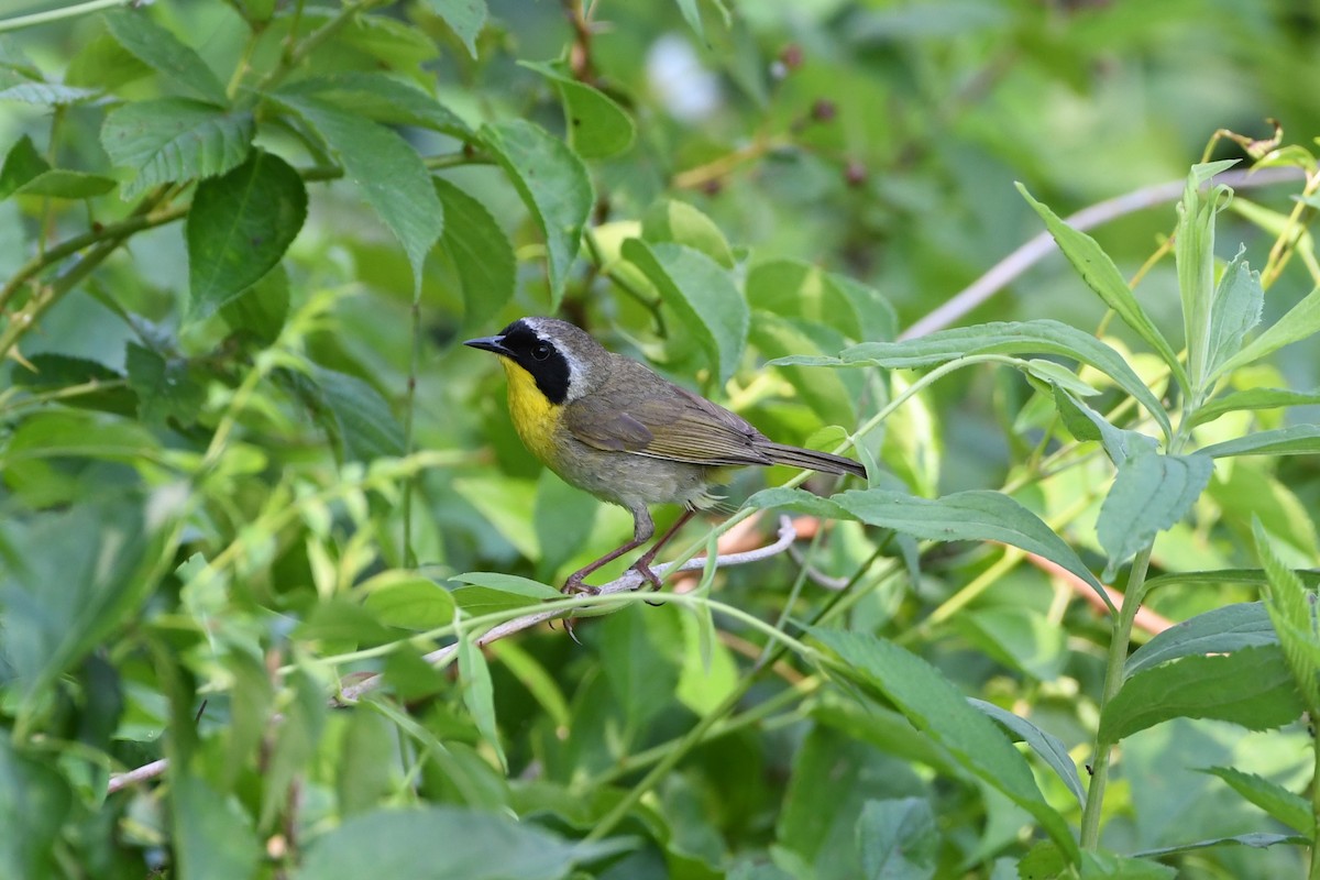 Common Yellowthroat - ML638323010