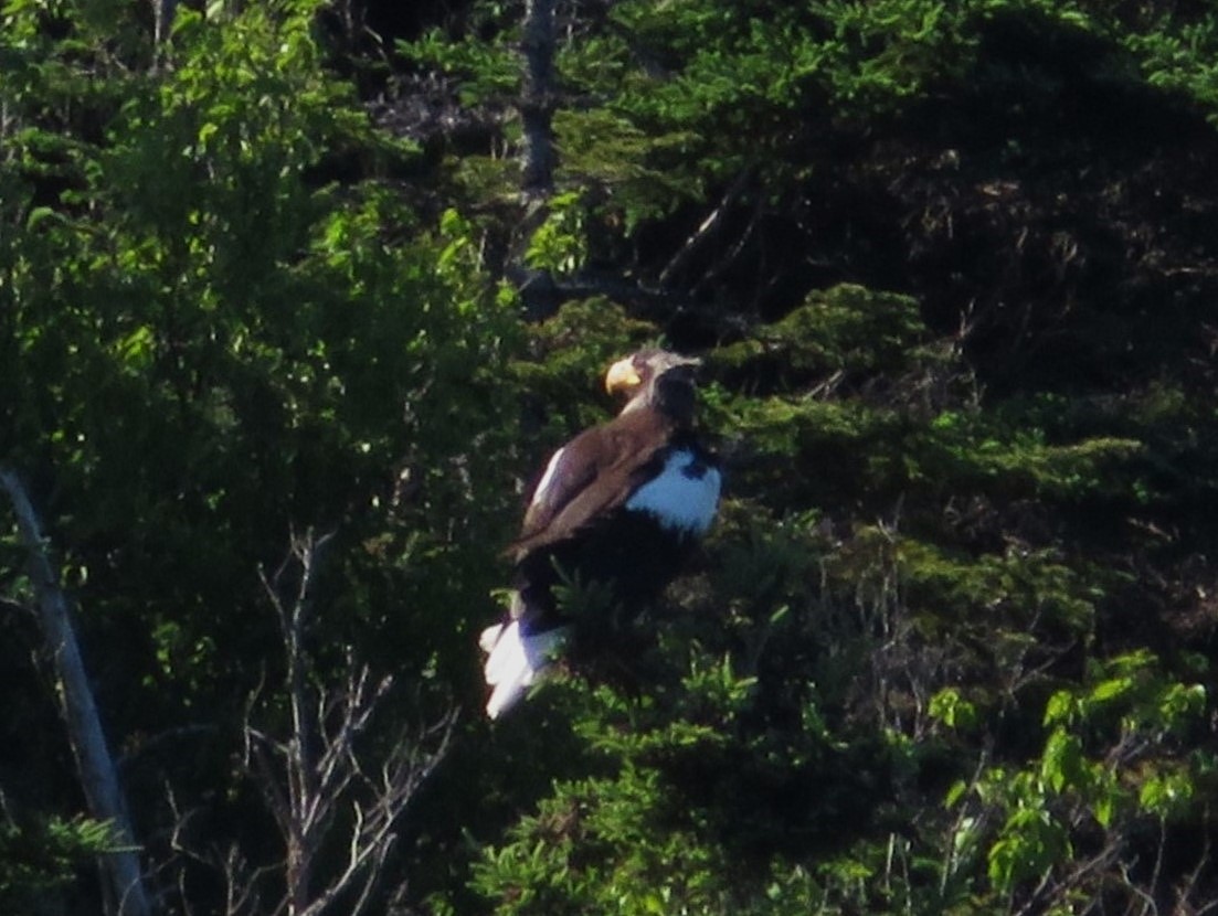 Steller's Sea-Eagle - ML638323014
