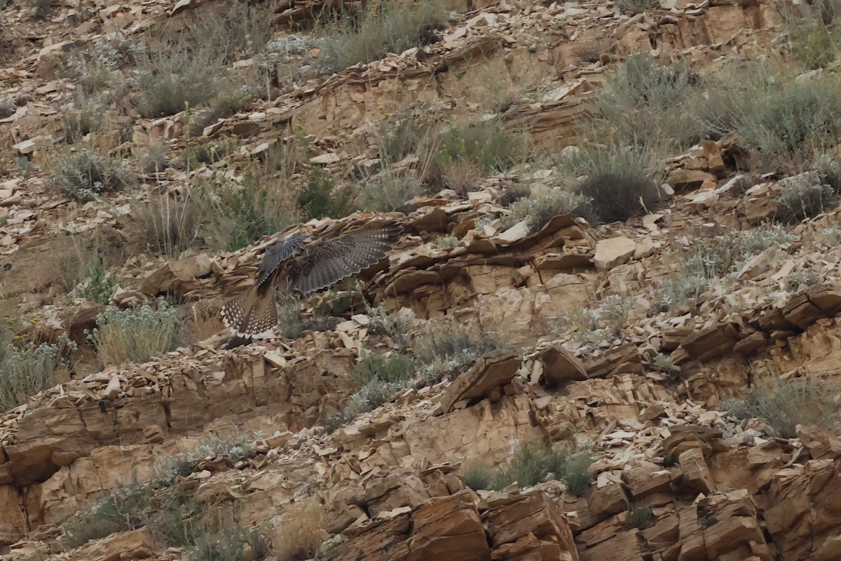 Saker Falcon - ML638323019