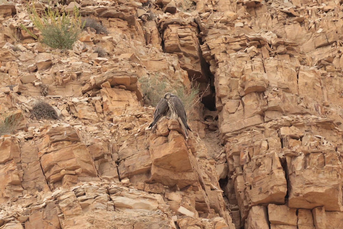 Saker Falcon - ML638323020
