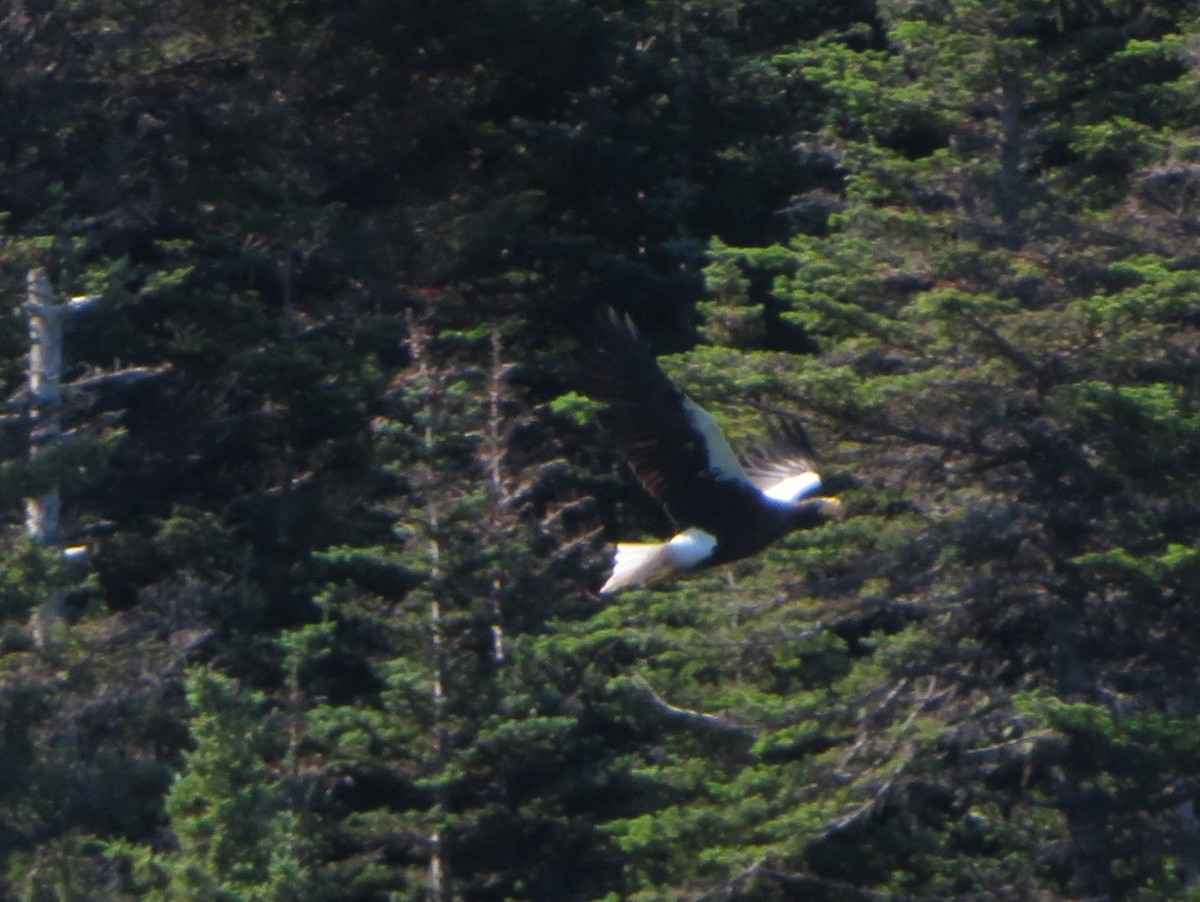 Steller's Sea-Eagle - ML638323022