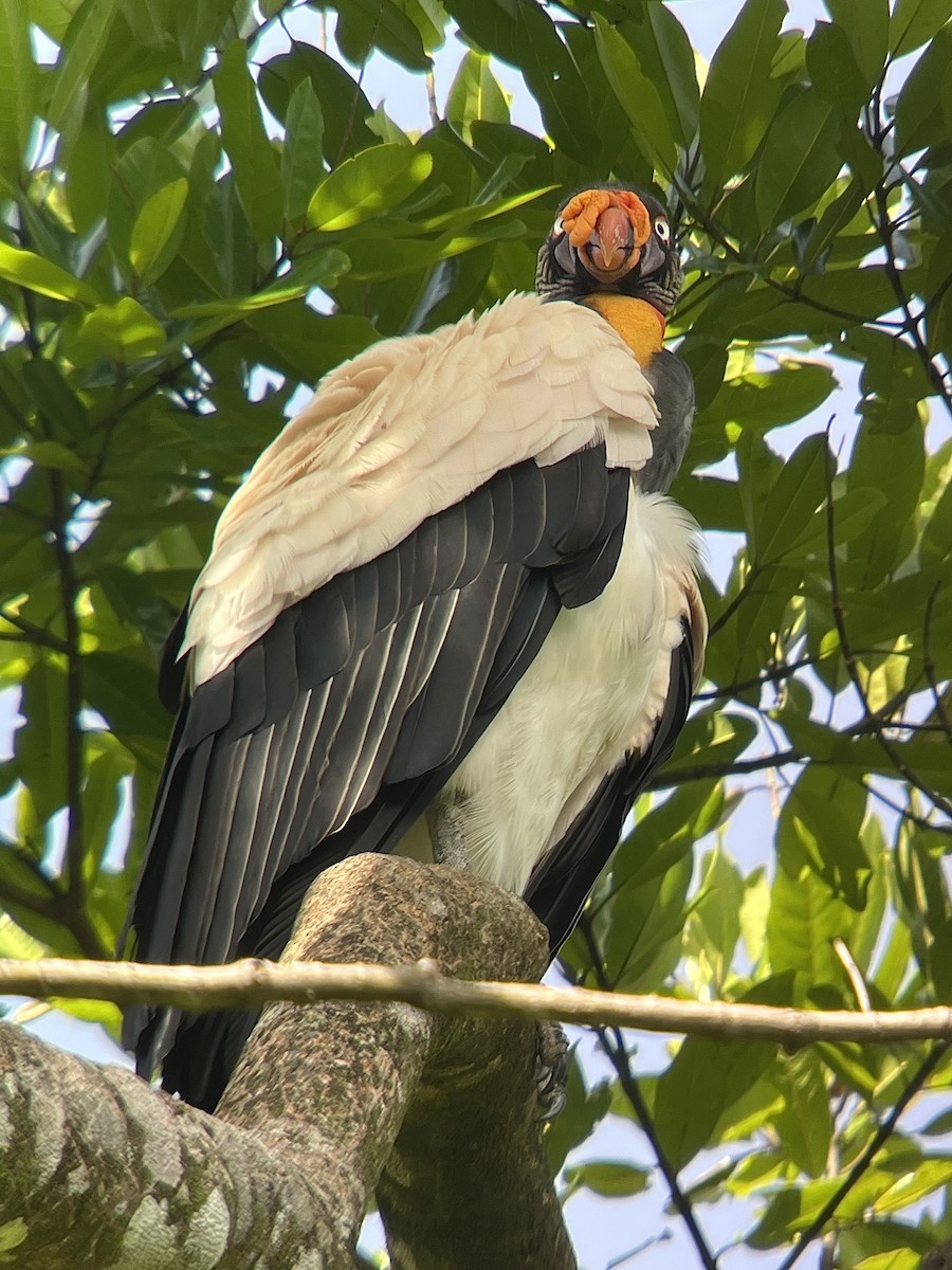 King Vulture - ML638323024