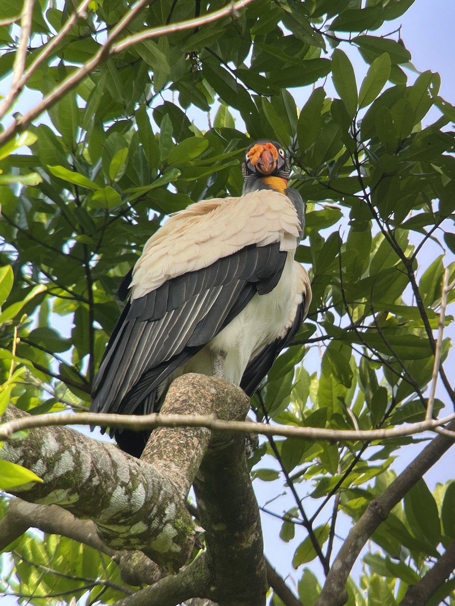 King Vulture - ML638323025