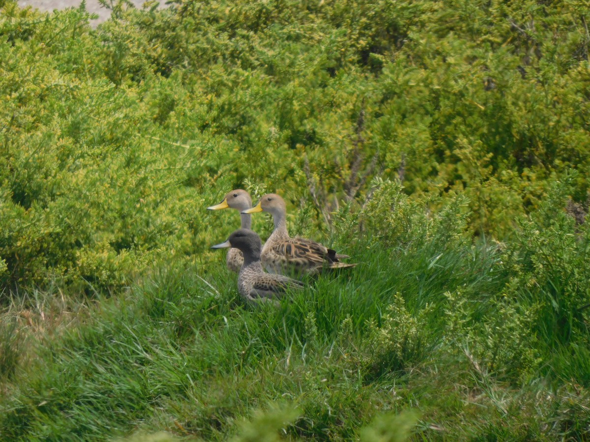 Yellow-billed Pintail - ML638323031