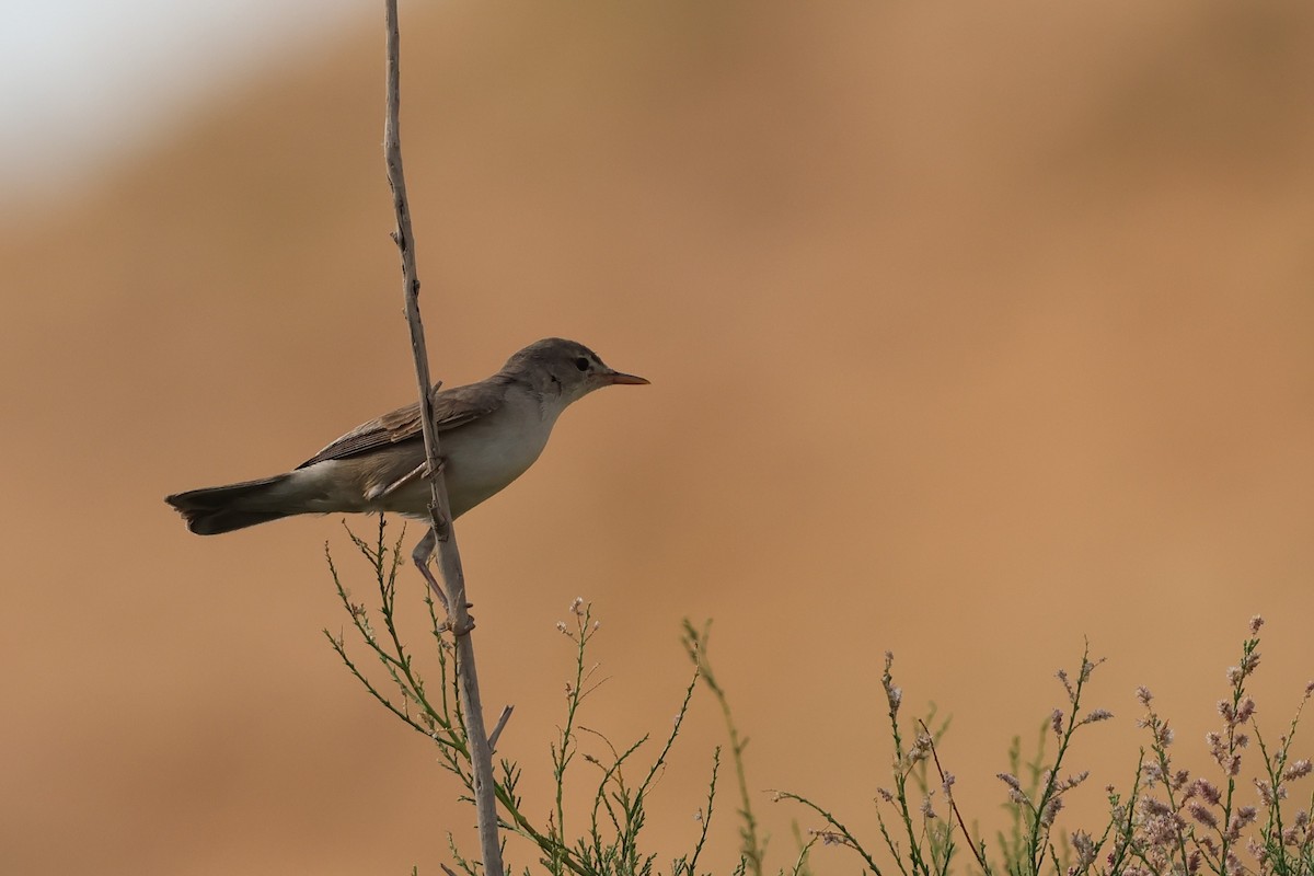 Upcher's Warbler - ML638323032