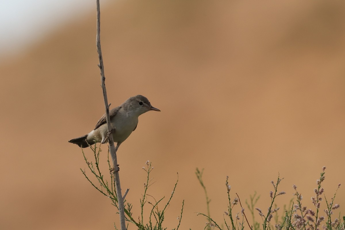 Upcher's Warbler - ML638323033