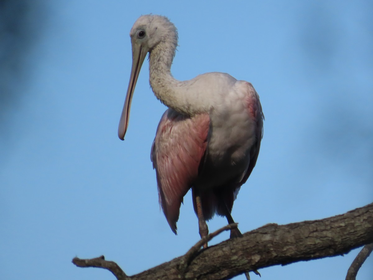Roseate Spoonbill - ML638323043