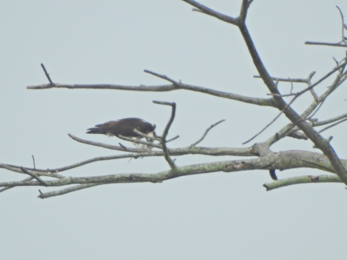 Osprey - ML638323044