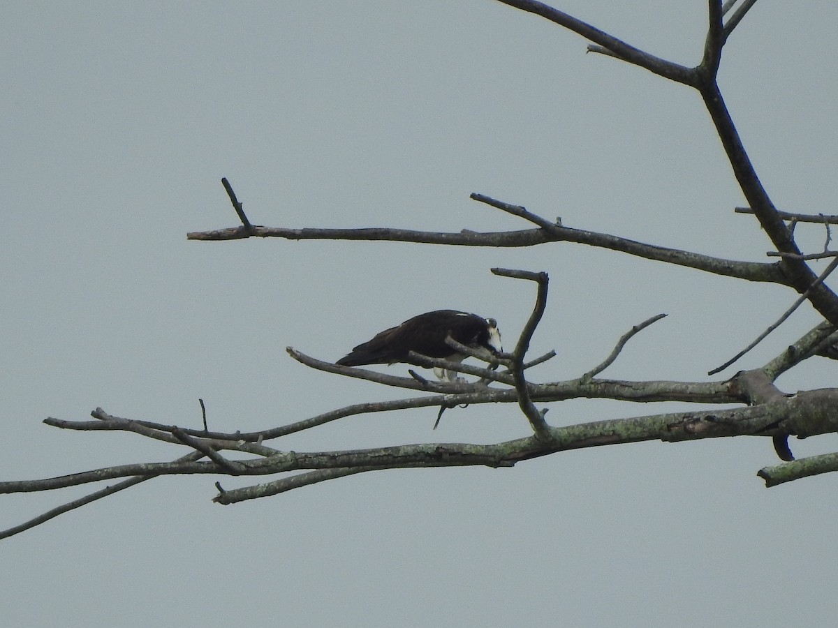 Osprey - ML638323052