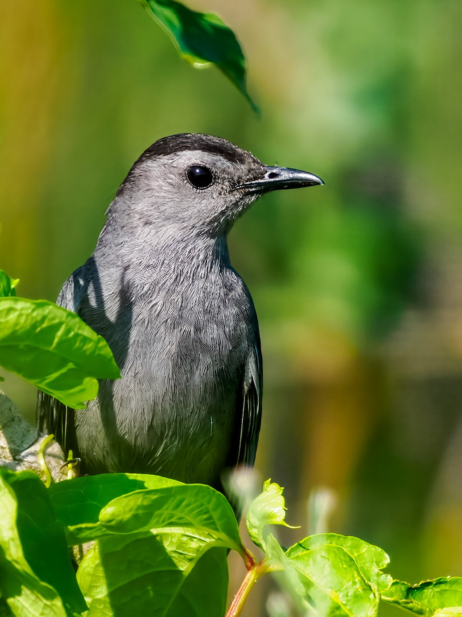 Pájaro Gato Gris - ML638323054
