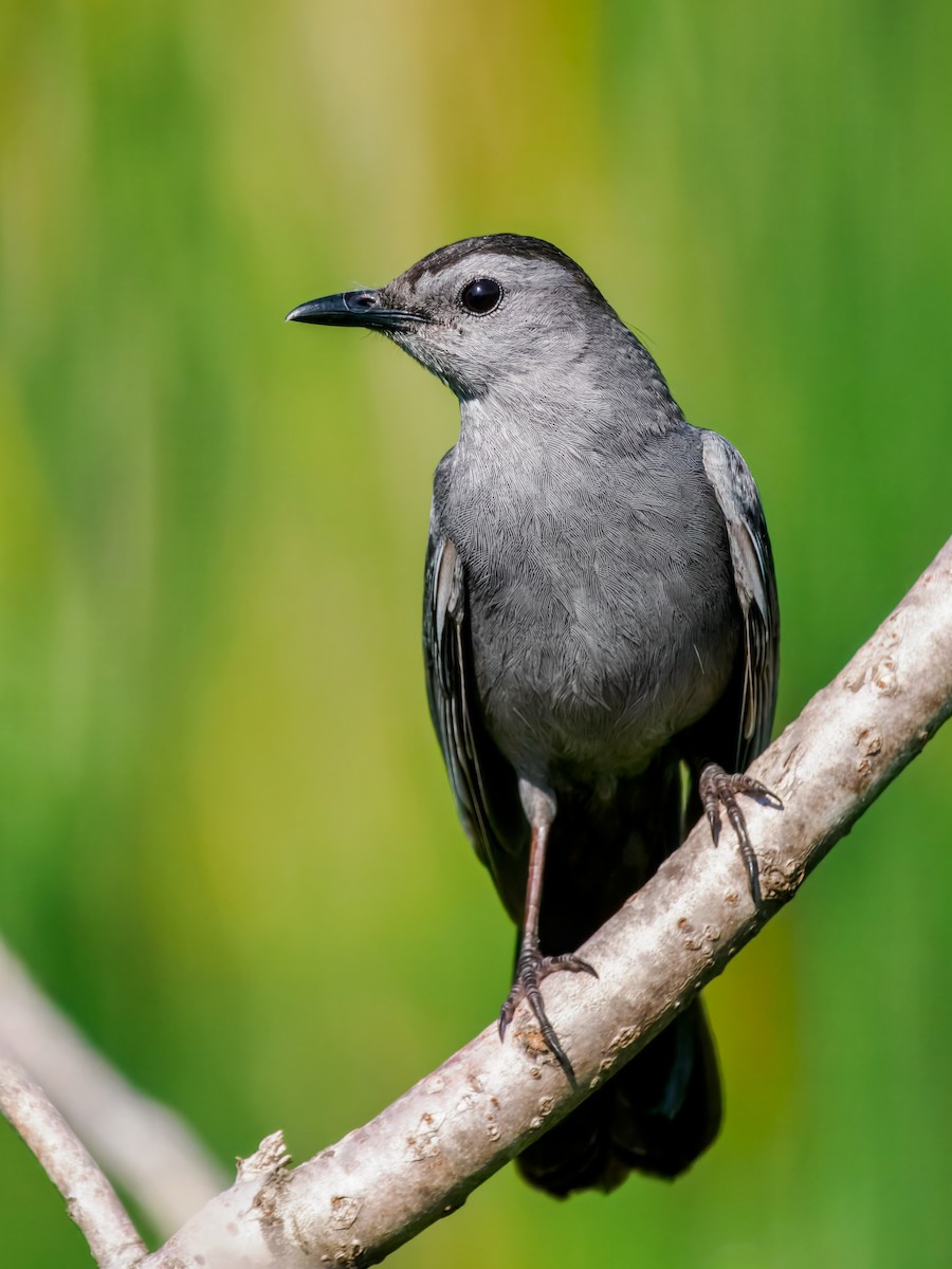 Pájaro Gato Gris - ML638323055