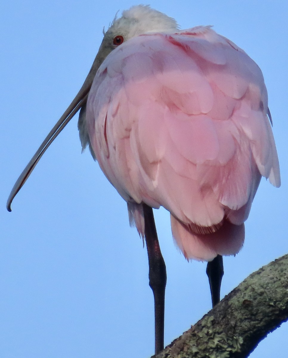 Roseate Spoonbill - ML638323057