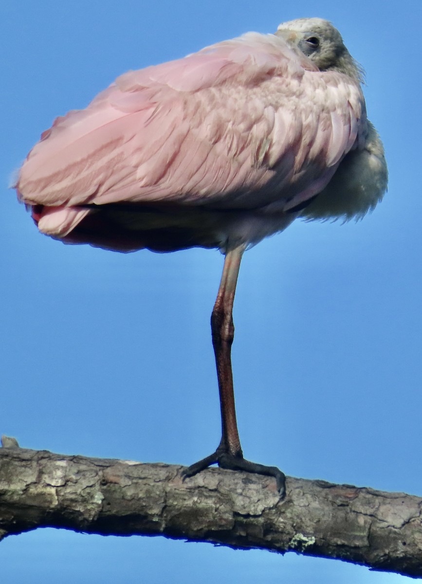 Roseate Spoonbill - ML638323060