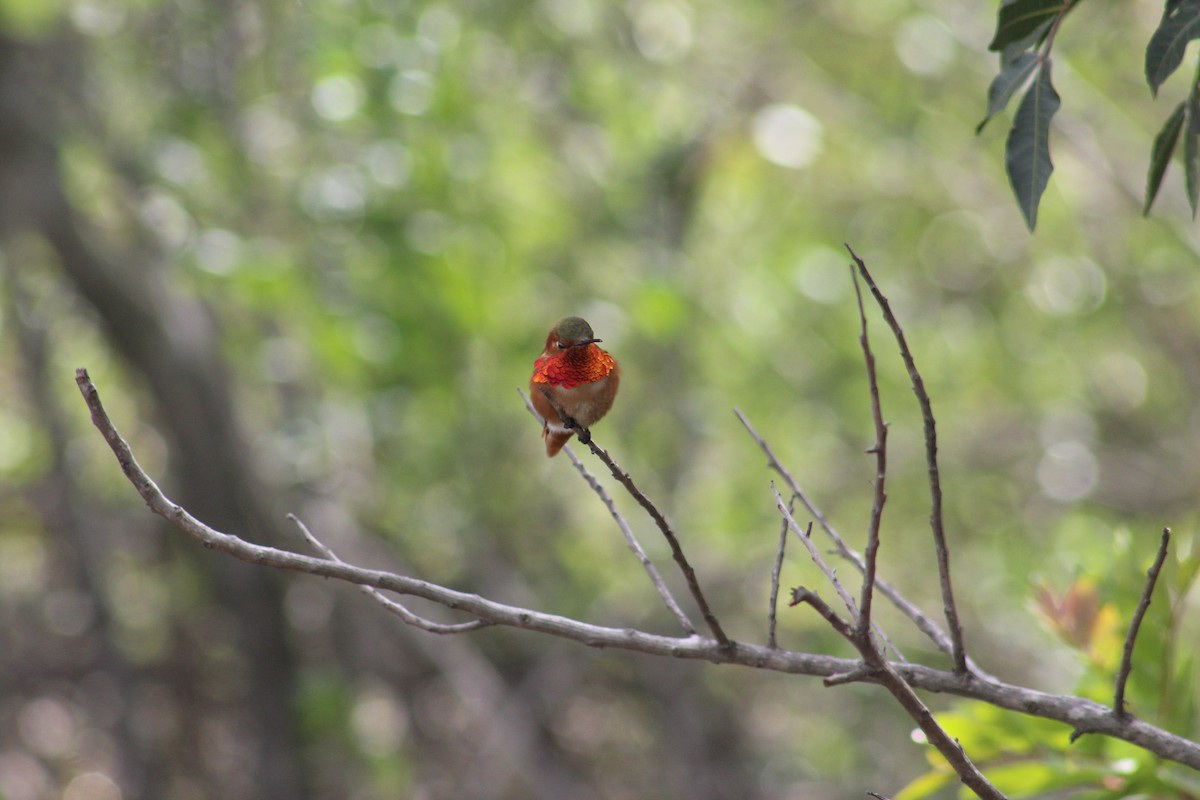 Colibrí de Allen - ML638323062