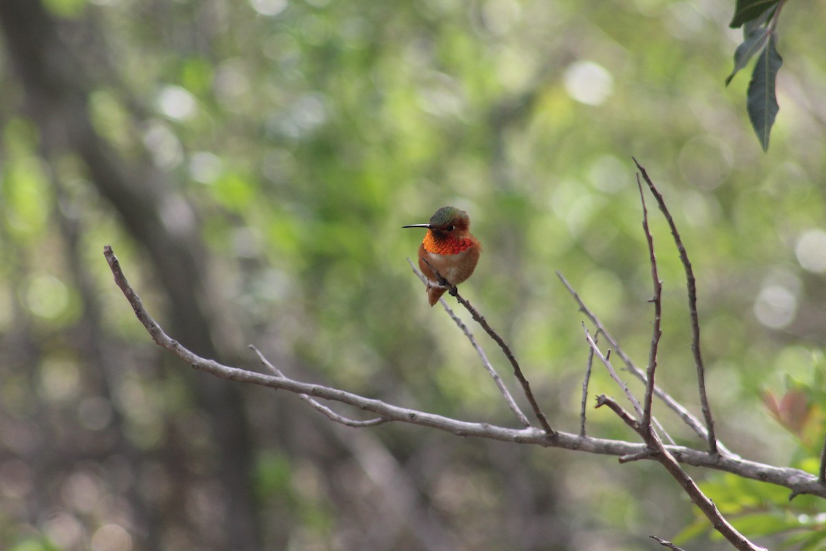 Colibrí de Allen - ML638323063