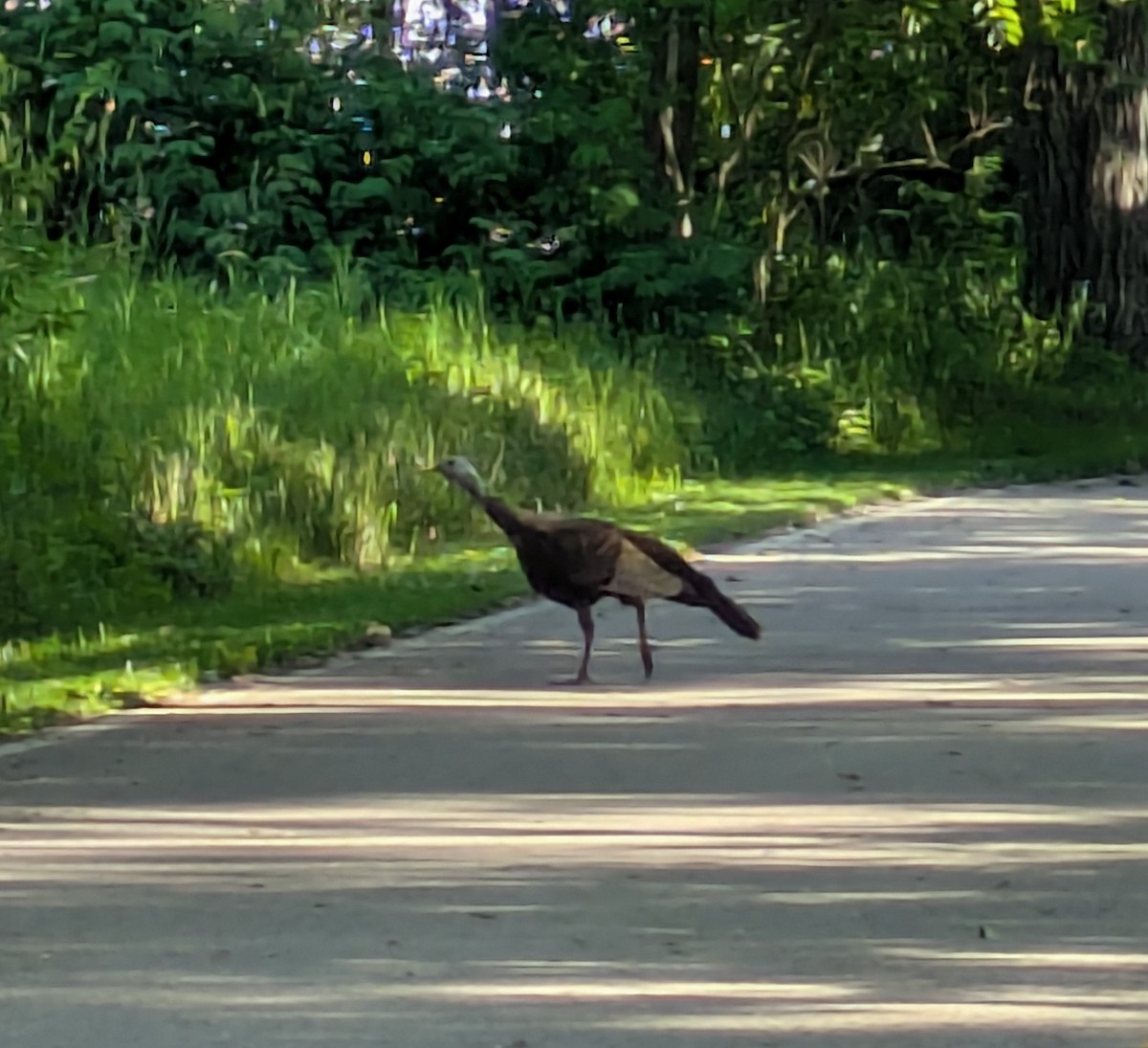 Wild Turkey - ML638323067
