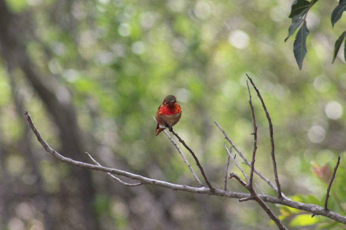 Colibrí de Allen - ML638323071