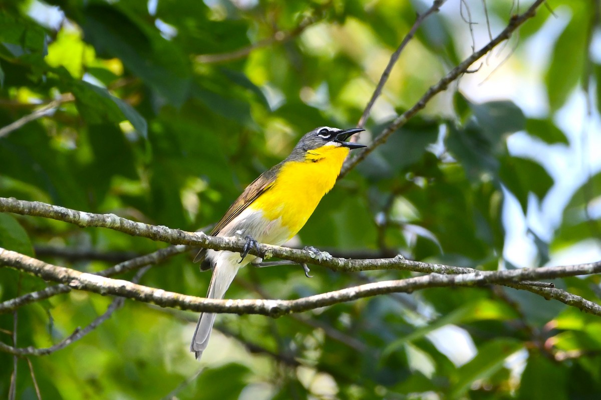Yellow-breasted Chat - ML638323079