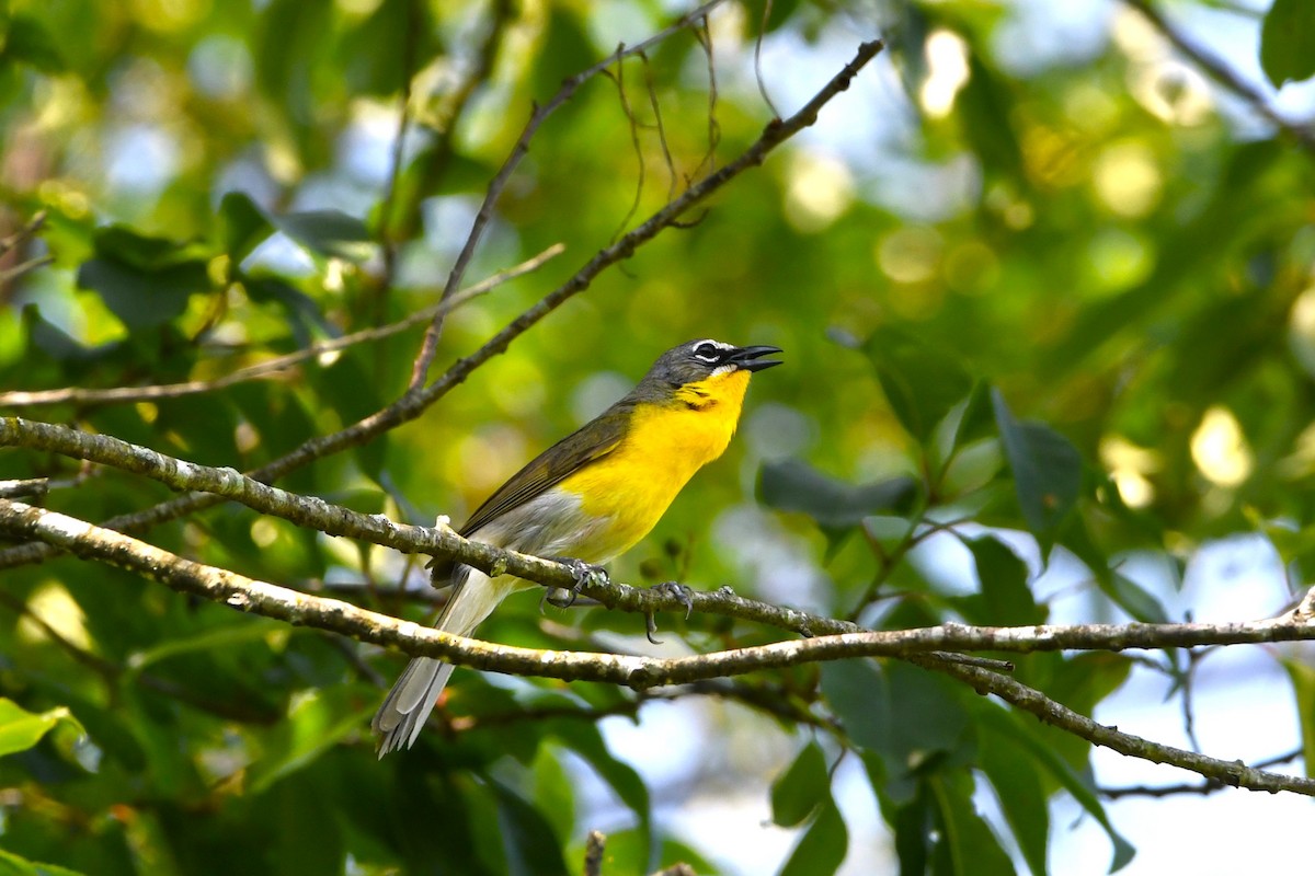 Yellow-breasted Chat - ML638323080